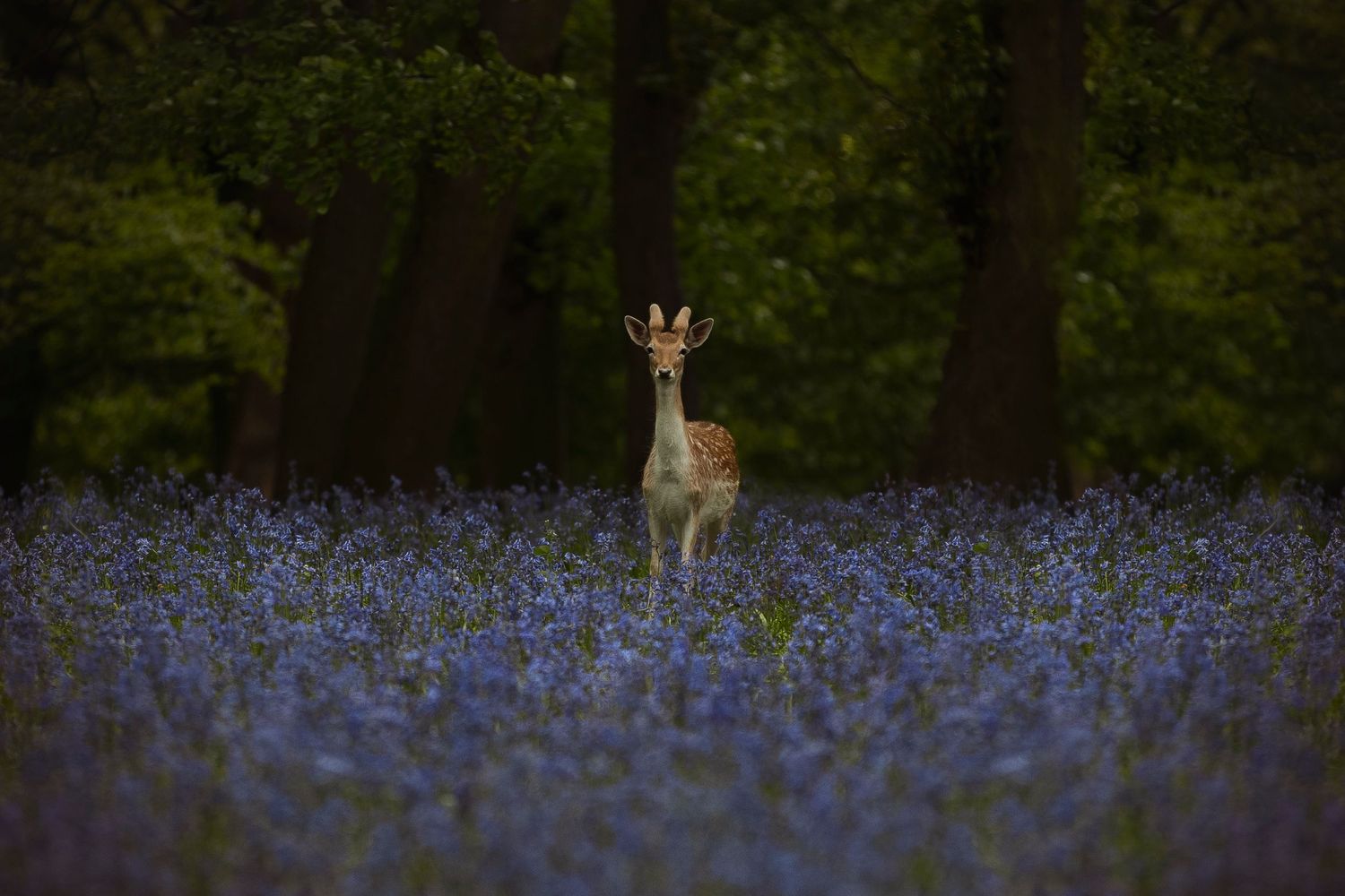 Wild deer standing among purple bluebells in a mystical woodland setting at dusk.
