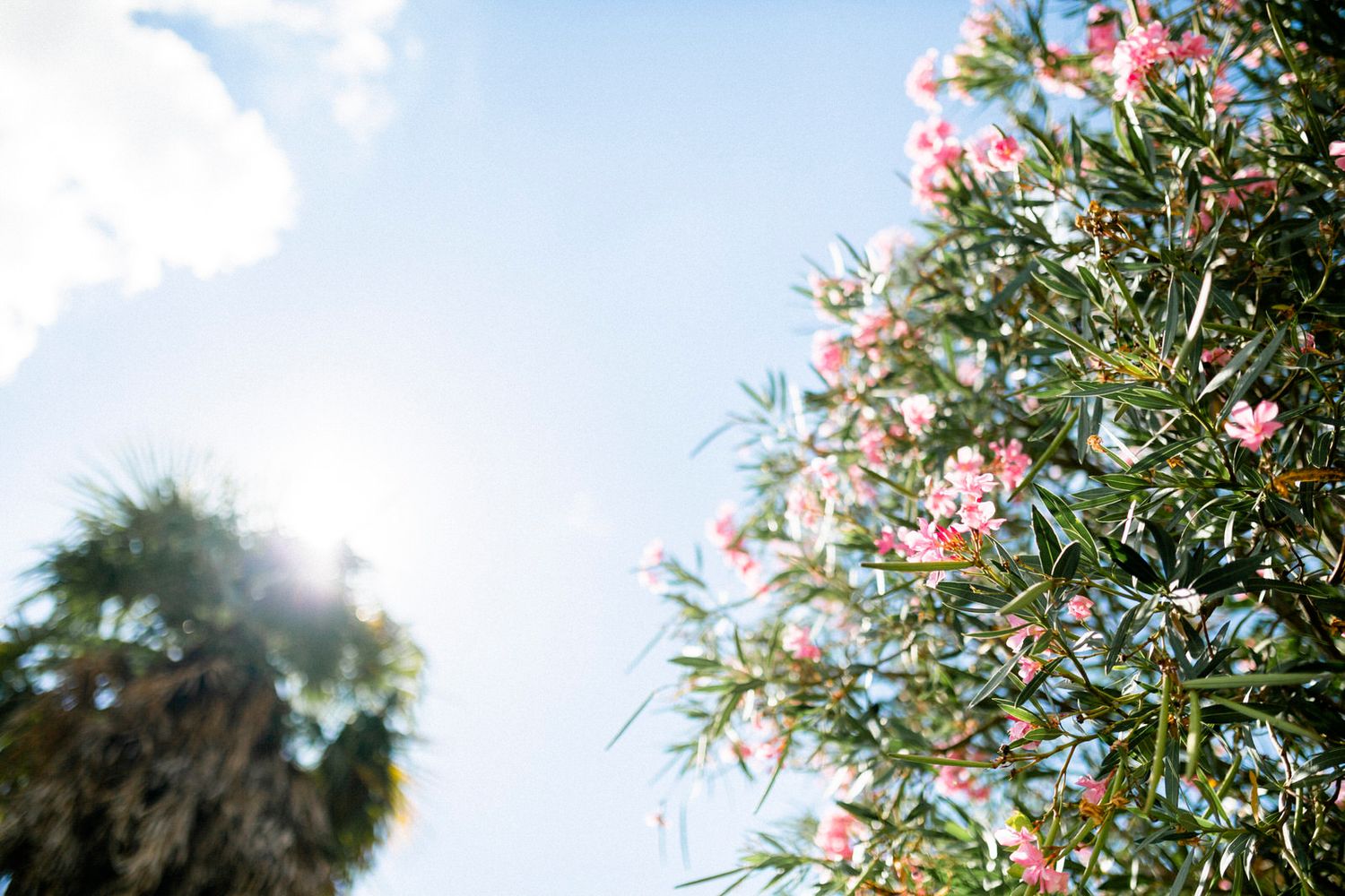 Pink flowering oleander bush against bright blue sky.