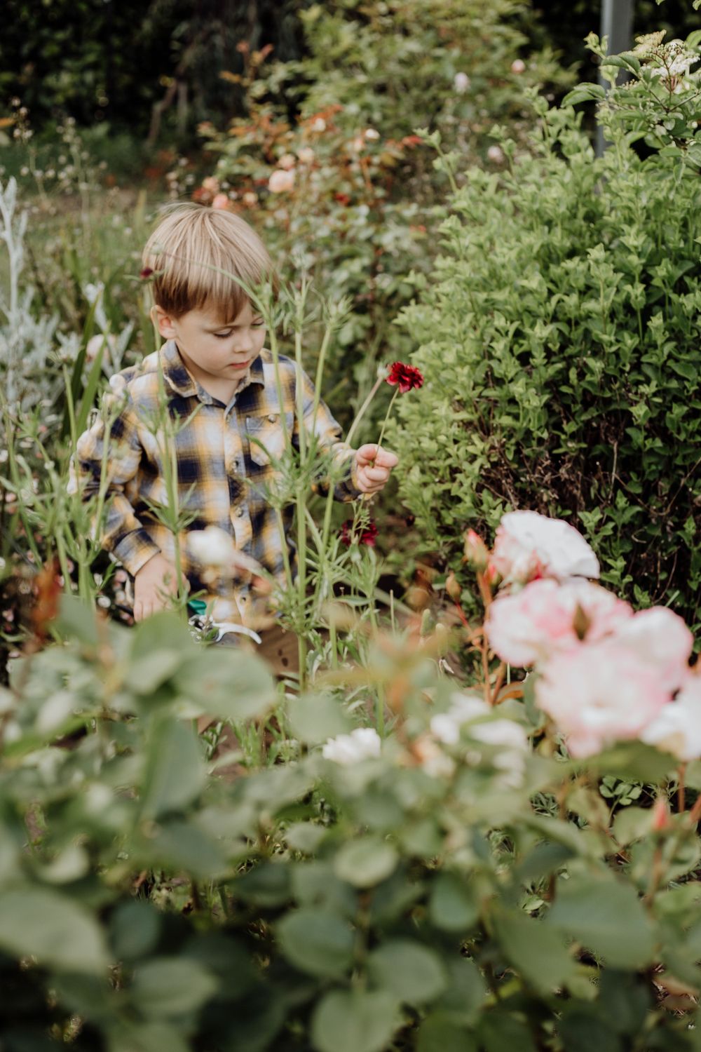 A child in a plaid shirt explores a lush garden filled with blooming flowers and greenery.