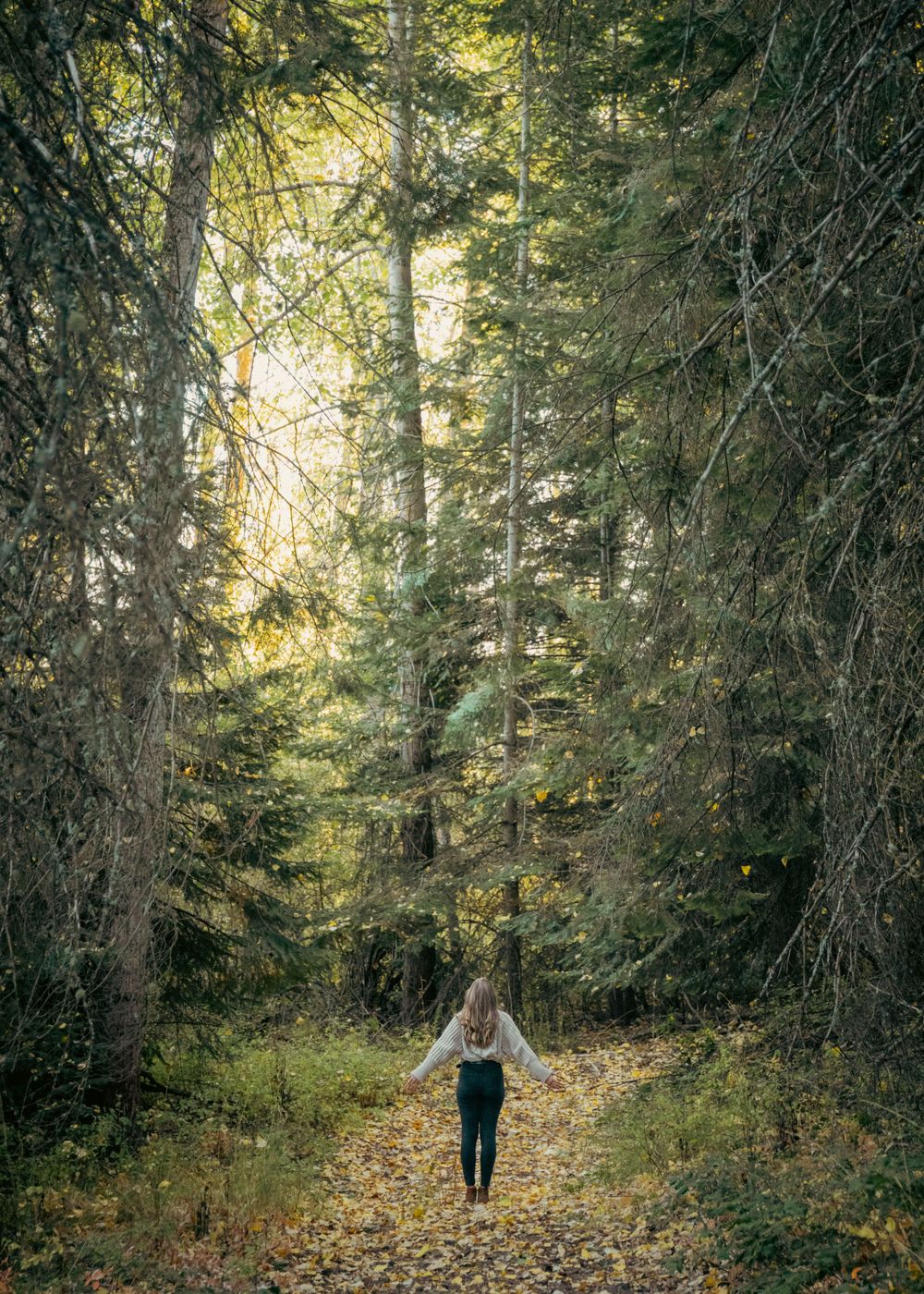 Person walking down forest path surrounded by towering evergreen trees in dappled sunlight.