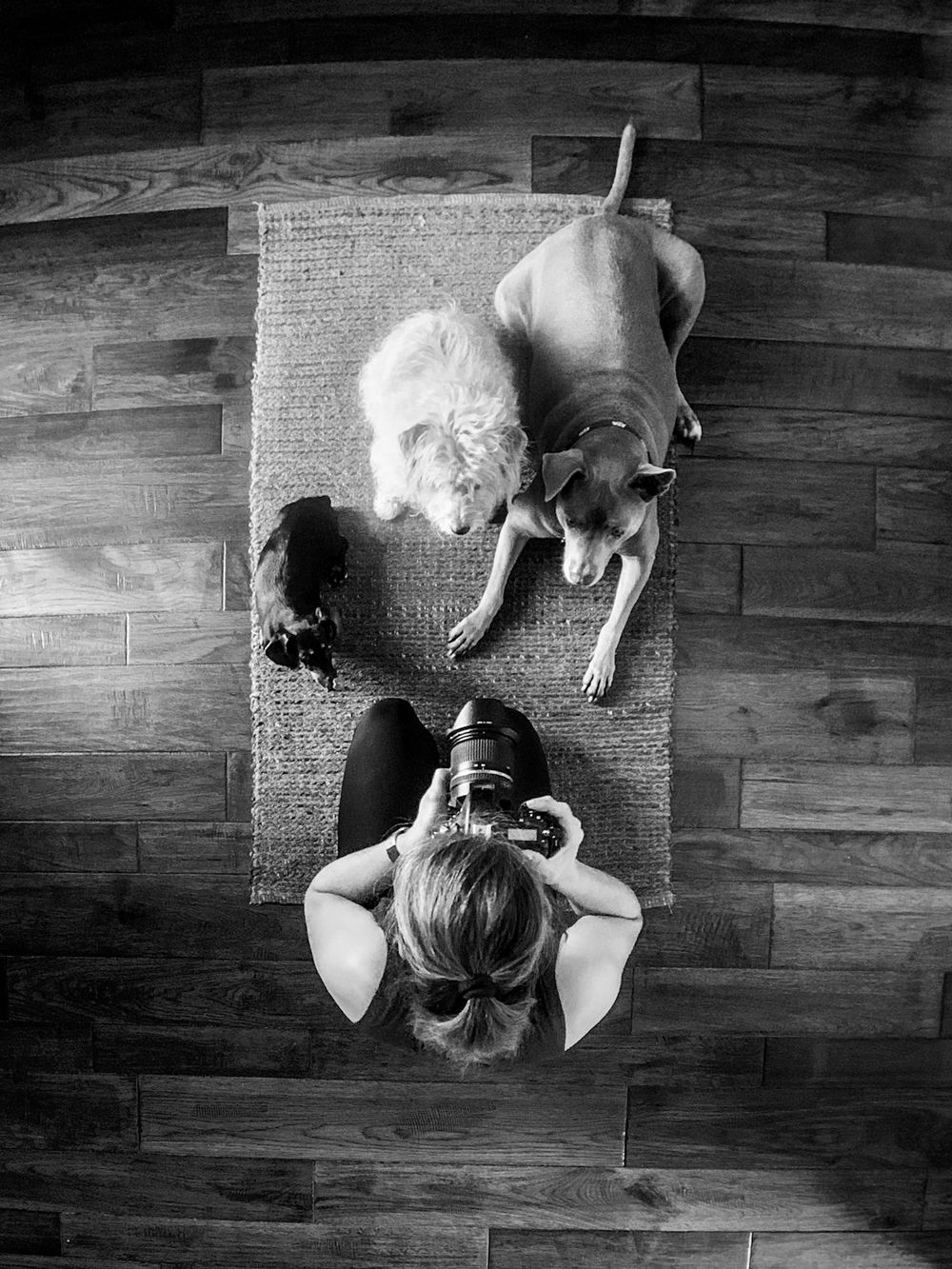 Overhead photo of Kelly J. Russo pet photographer
