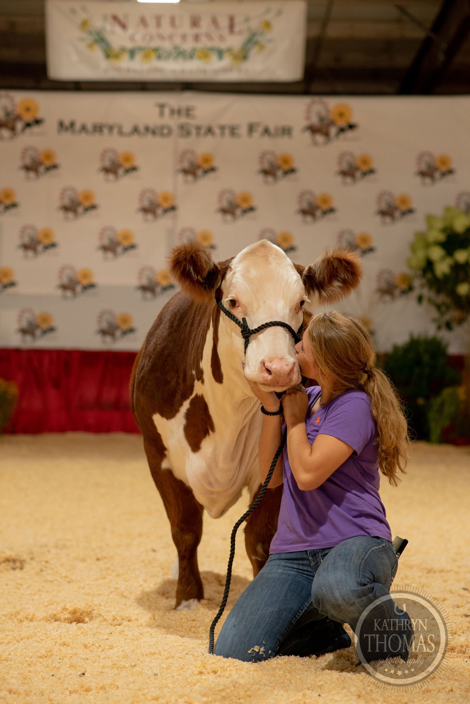A brown and white show cow receives affection from its handler at the Maryland State Fair.