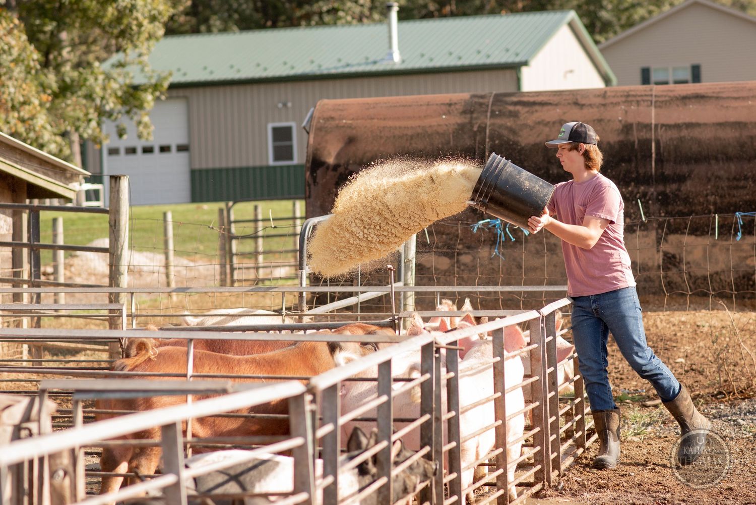 Person in pink shirt dumps feed into livestock pen on sunny farm day.