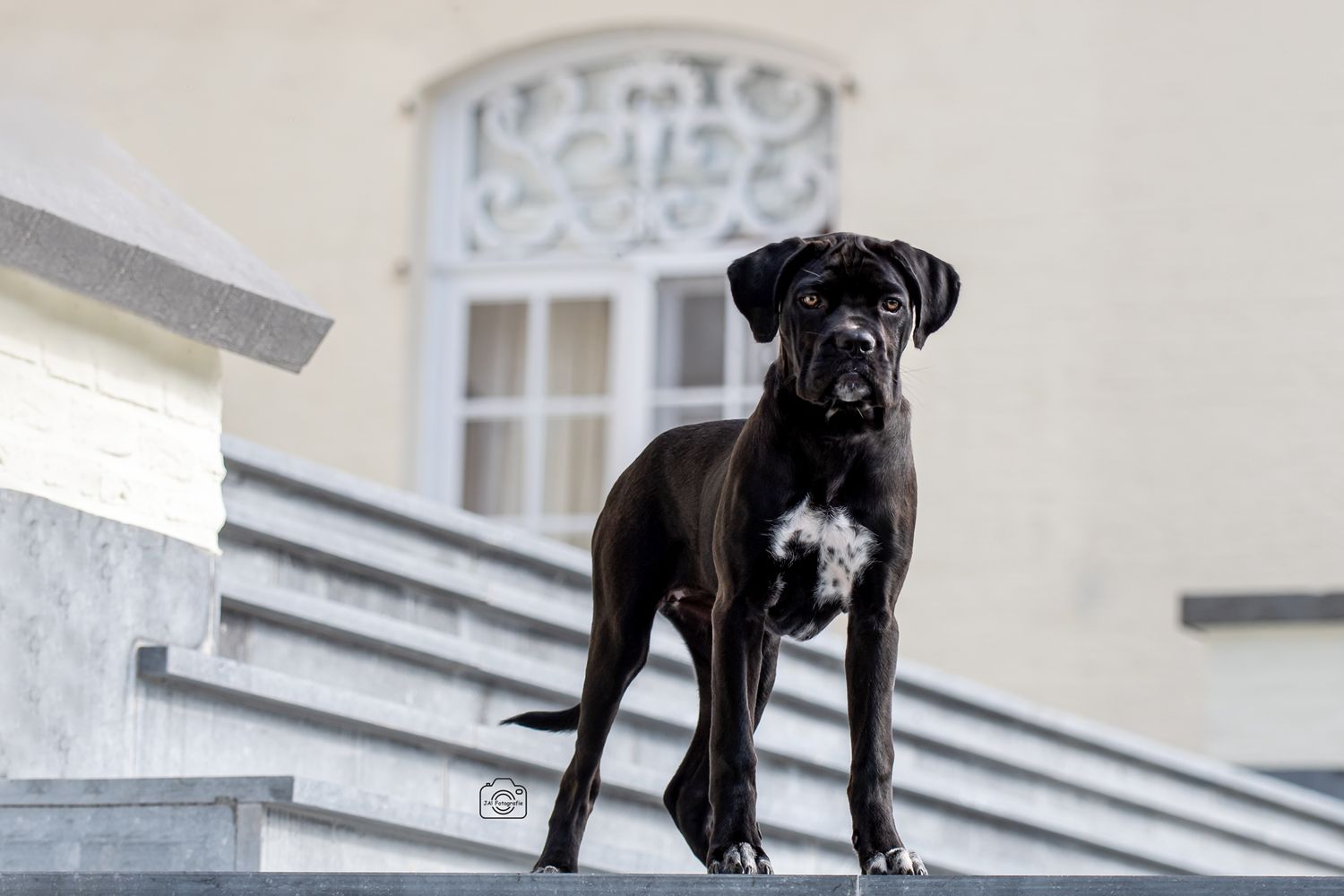 Paardenfotografie België — portret van hond in de stad — JA Fotografie