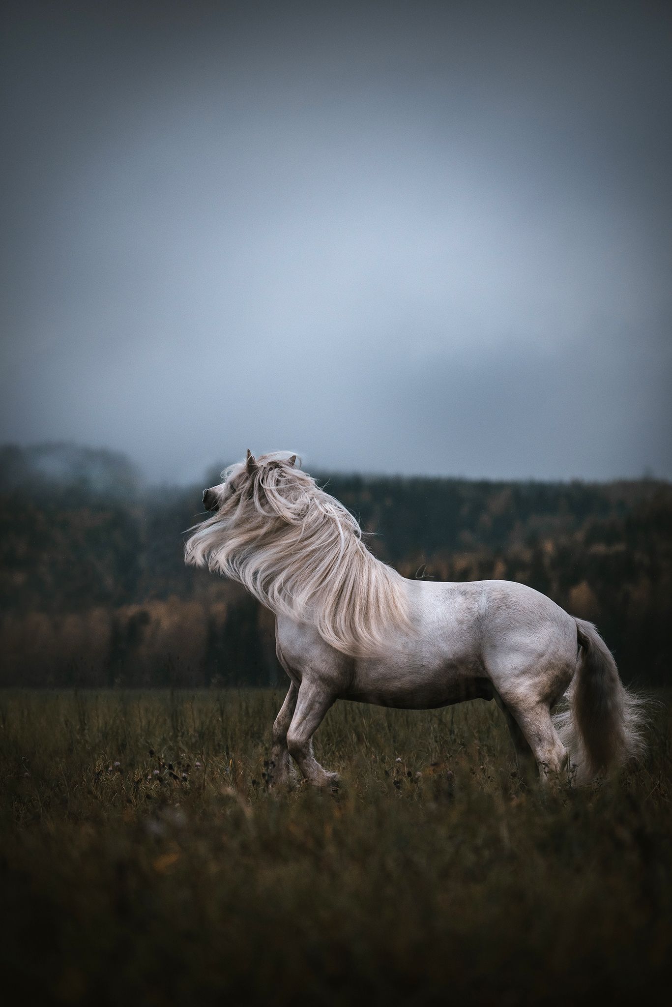 Hästfotograf Sverige Örebro Värnamo