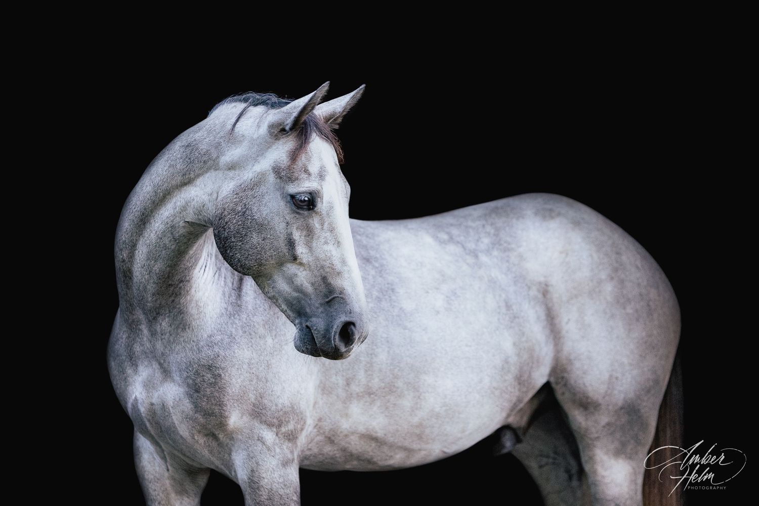A black-background of a beloved gray quarter horse gelding. The owner wanted wall-art.
