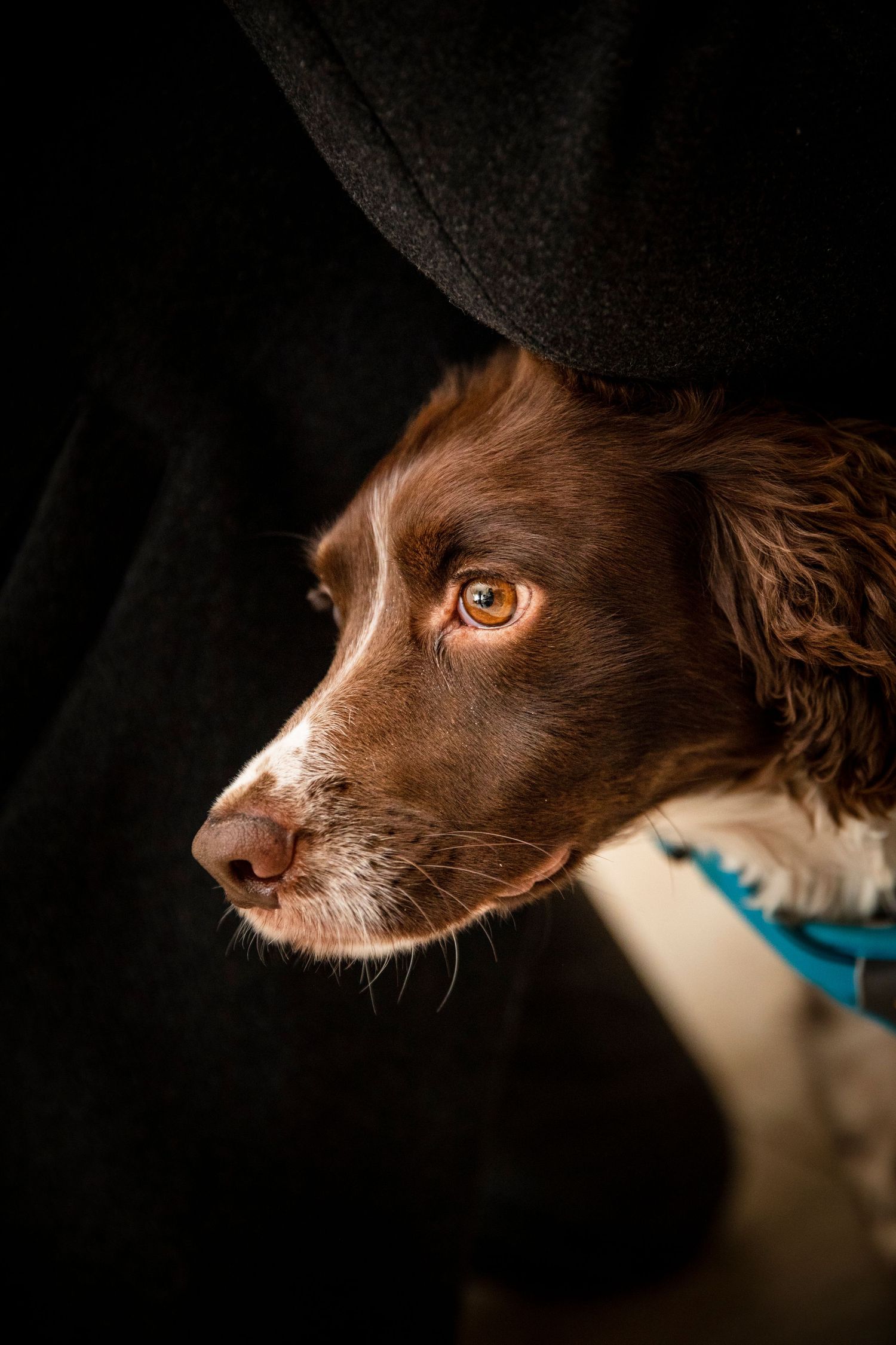 Close-up profile shots of a brown dog with a blue collar against a dark background.