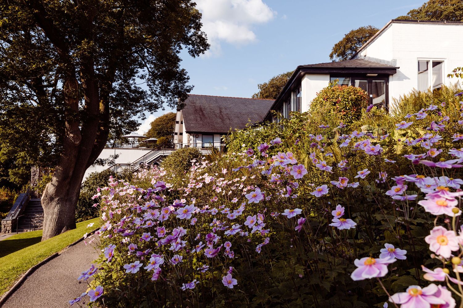 Purple and pink flowers bloom along a garden path leading to white houses with brown roofs.