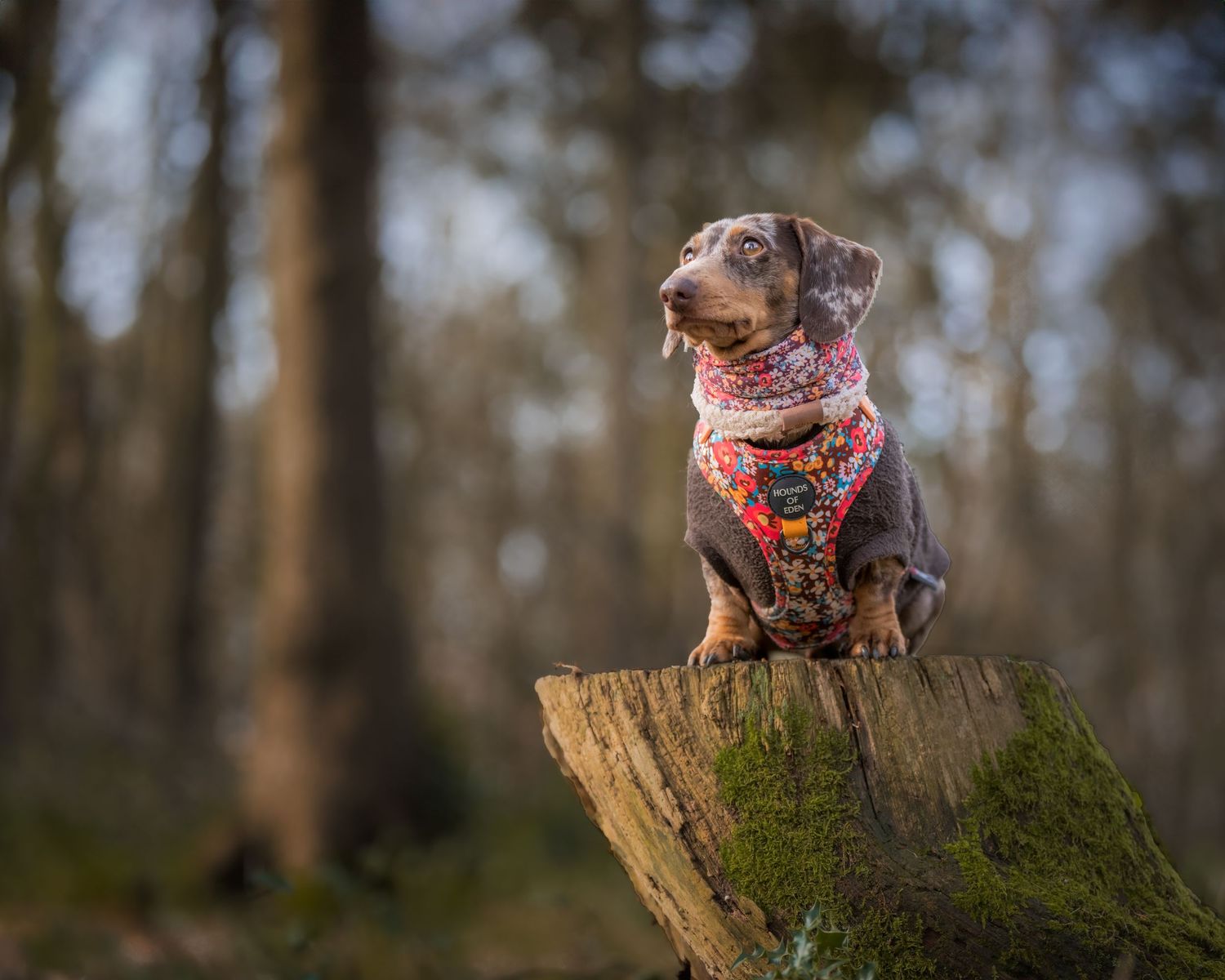 Small brown dog wearing colorful floral harness sits proudly on mossy tree stump in wooded forest setting.