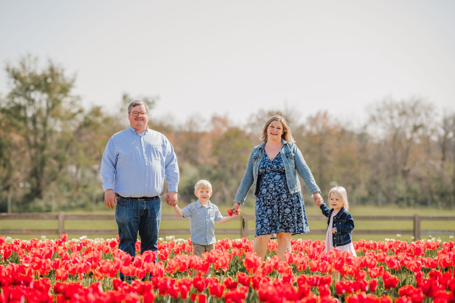 Family holding hands while walking through vibrant red tulip field on sunny spring day.