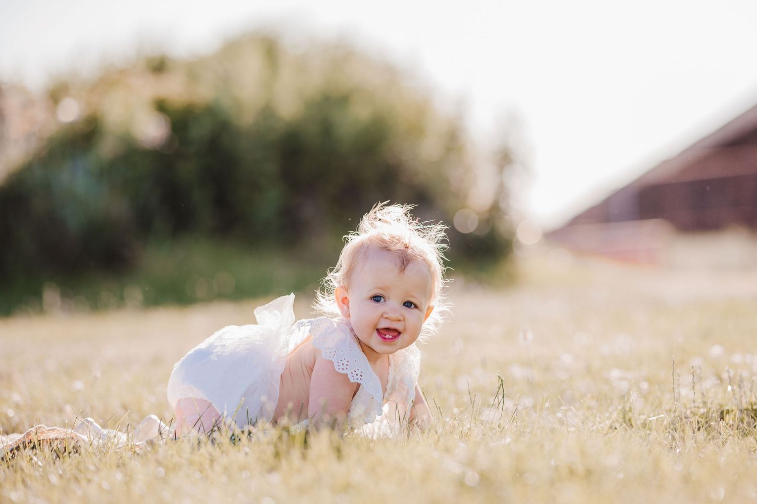 A small child wearing white clothing crawls through a sunlit field of golden grass near a barn at Liberty State Park in Jersey City.