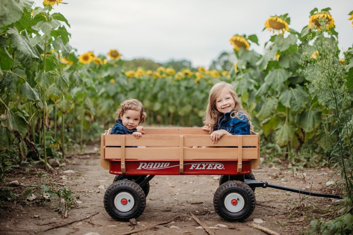 A classic red Radio Flyer wagon sits in a path between rows of tall sunflowers on a sunny day at Sussex County sunflower maze.