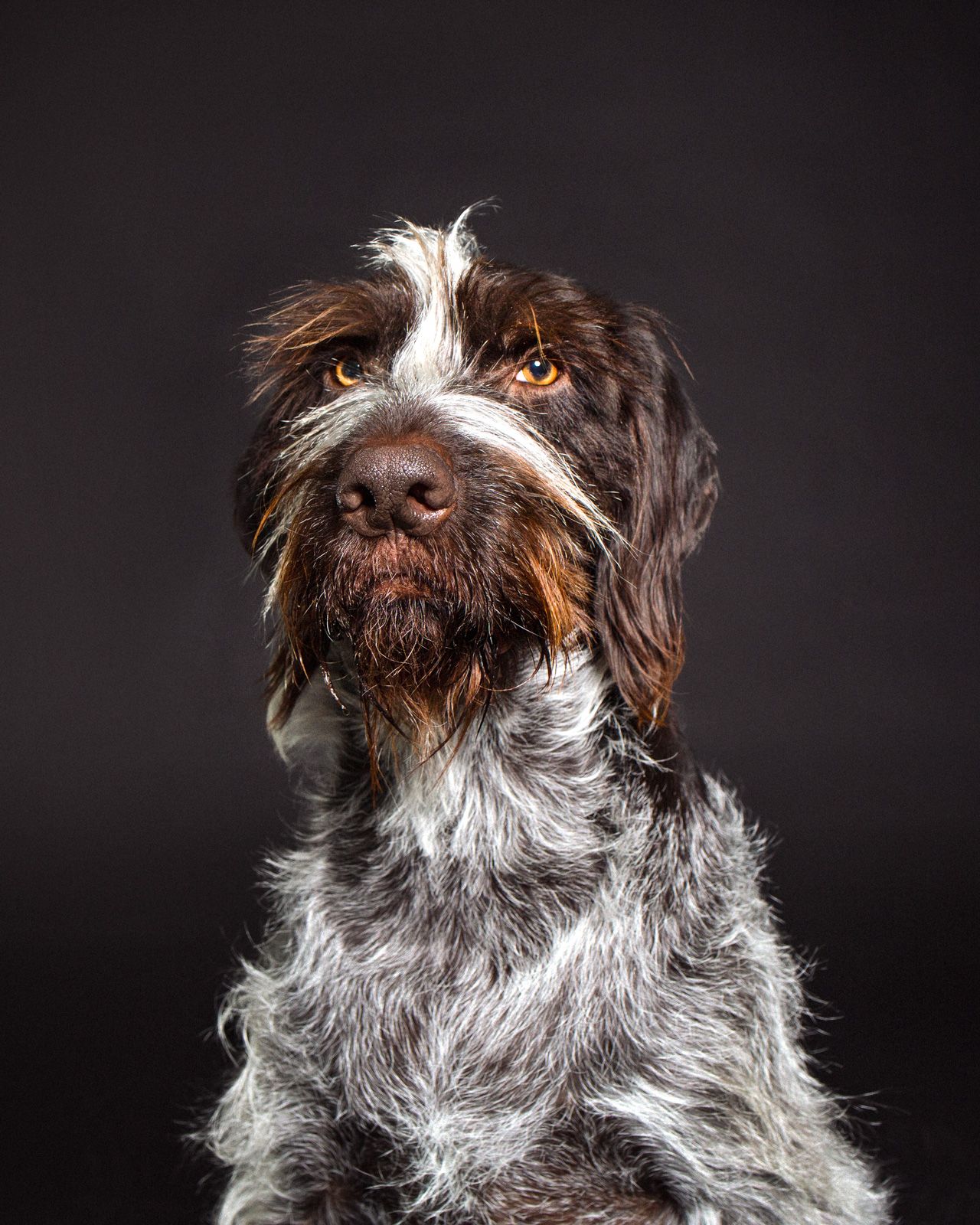 Portrait of a wirehaired pointing griffon dog with brown and white fur against a dark background.