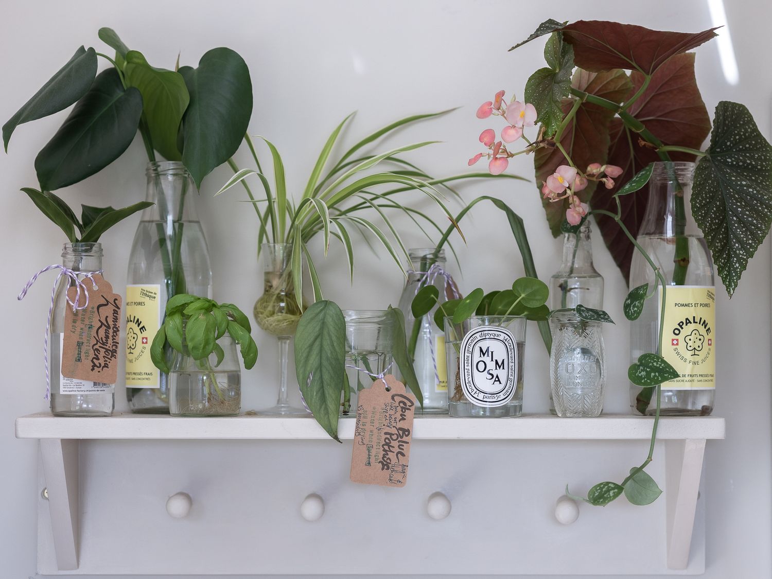 House plants being propagated on a shaker peg shelf in North London home