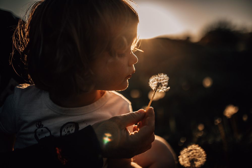 golden light as a little boy inspects a dandelion clock held by an adult