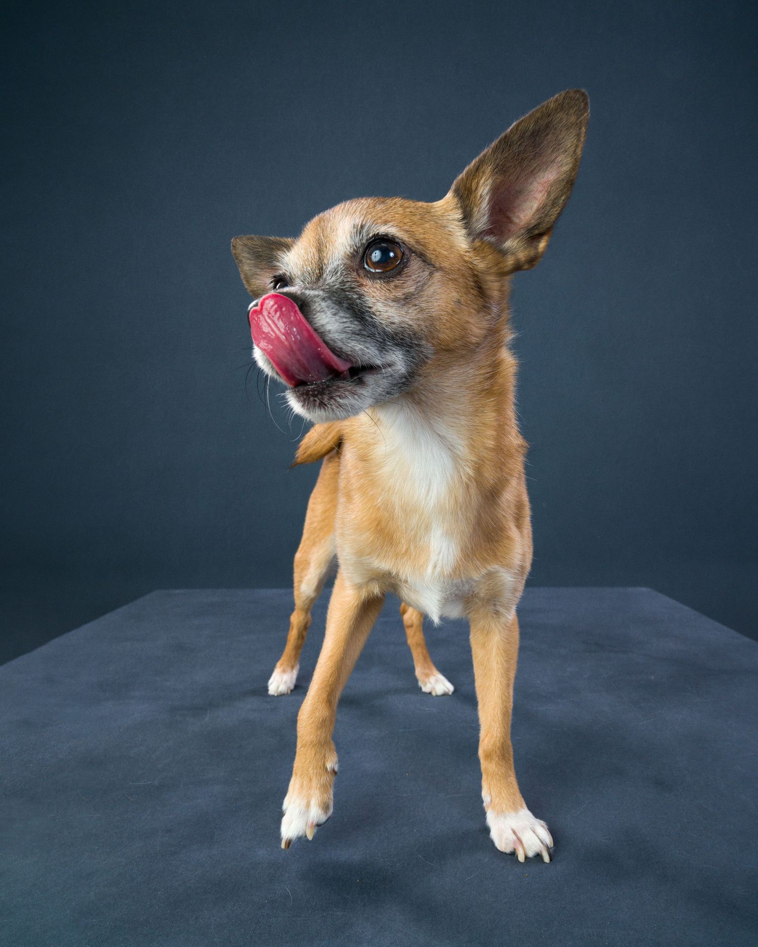 Capturing pet personalities