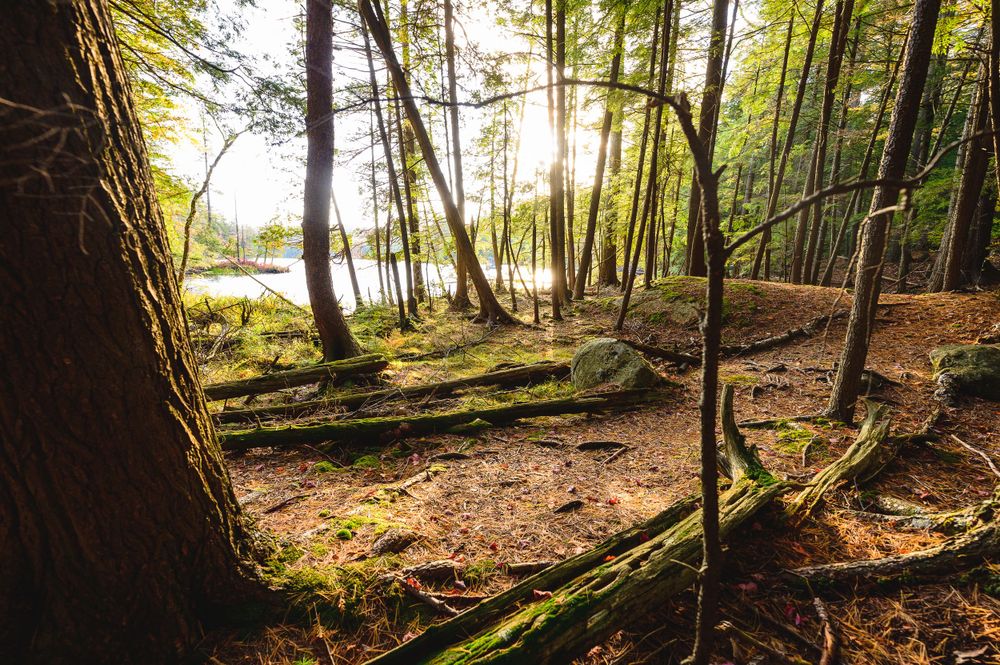 Adirondack Wedding