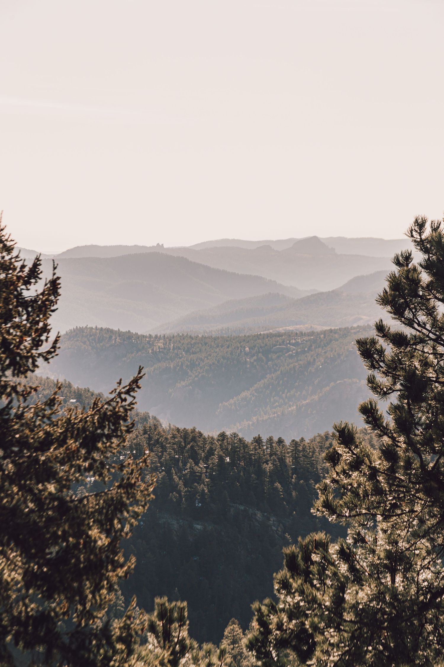 Misty mountain ranges create layers of silhouettes stretching into the distance with pine trees in foreground.