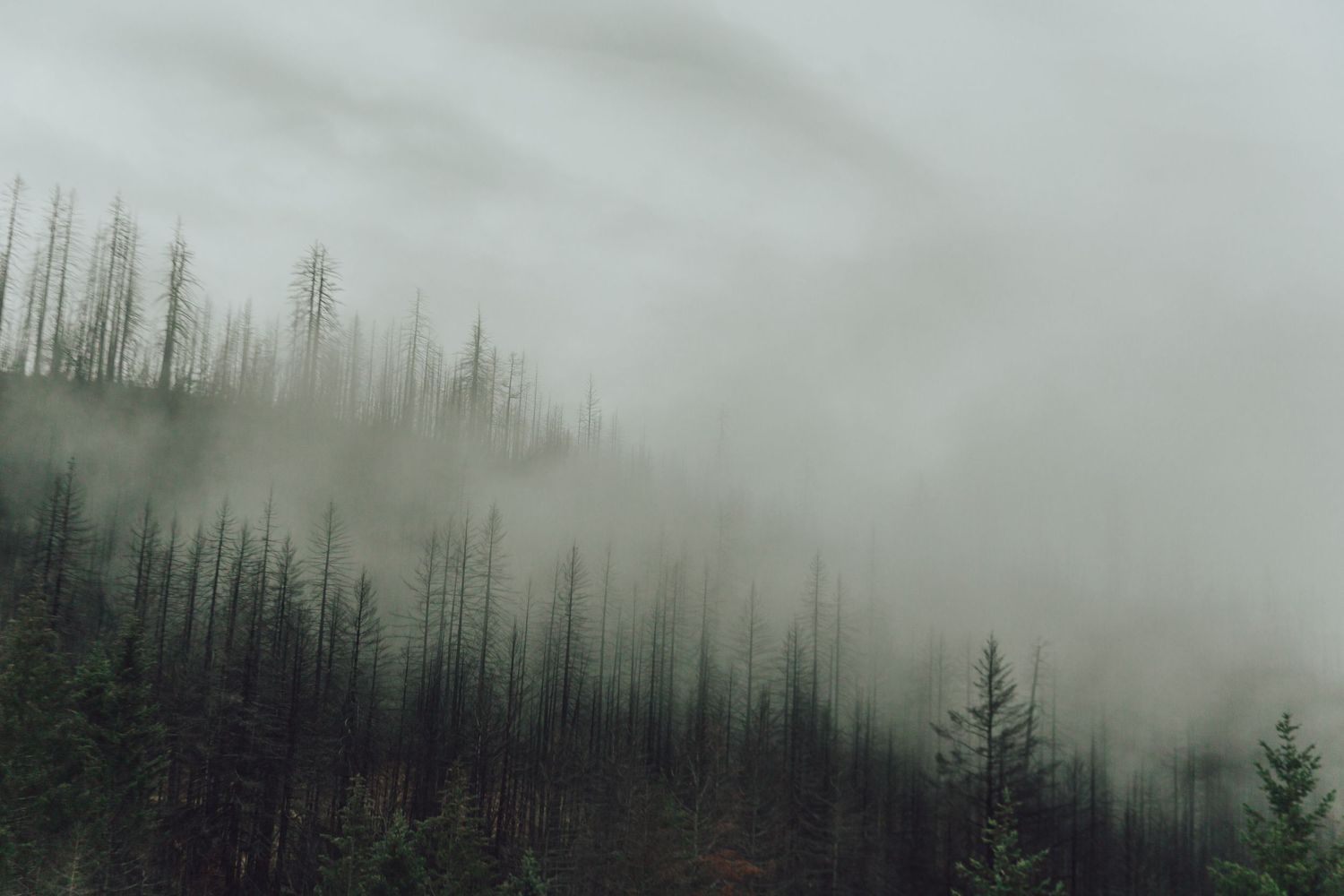 Misty fog rolls through a forest of bare trees creating an ethereal mountainside scene.