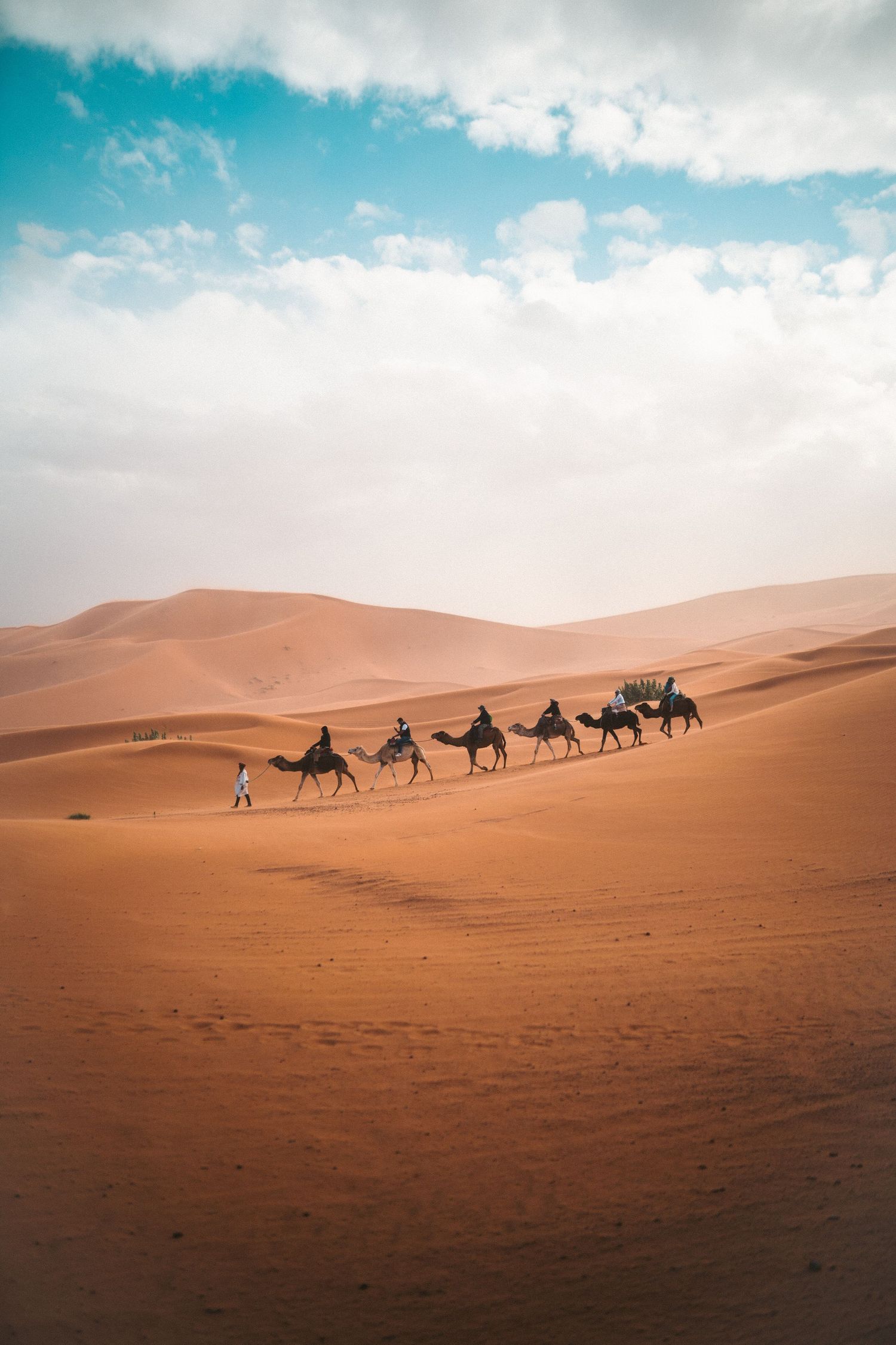 Camels walking the red sands of the Sahara Desert in Morocco.