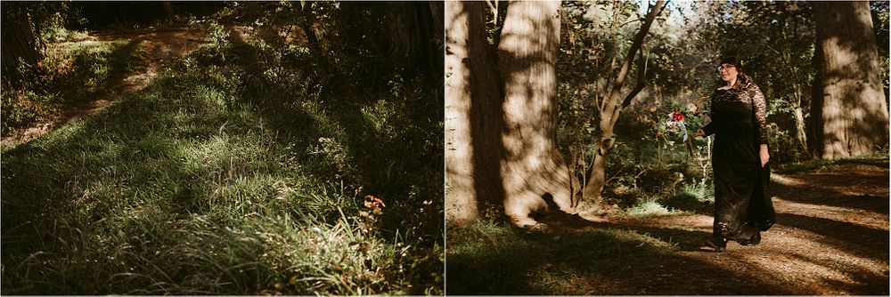 Forest landscapes showing sunlit clearings and winding paths through trees.