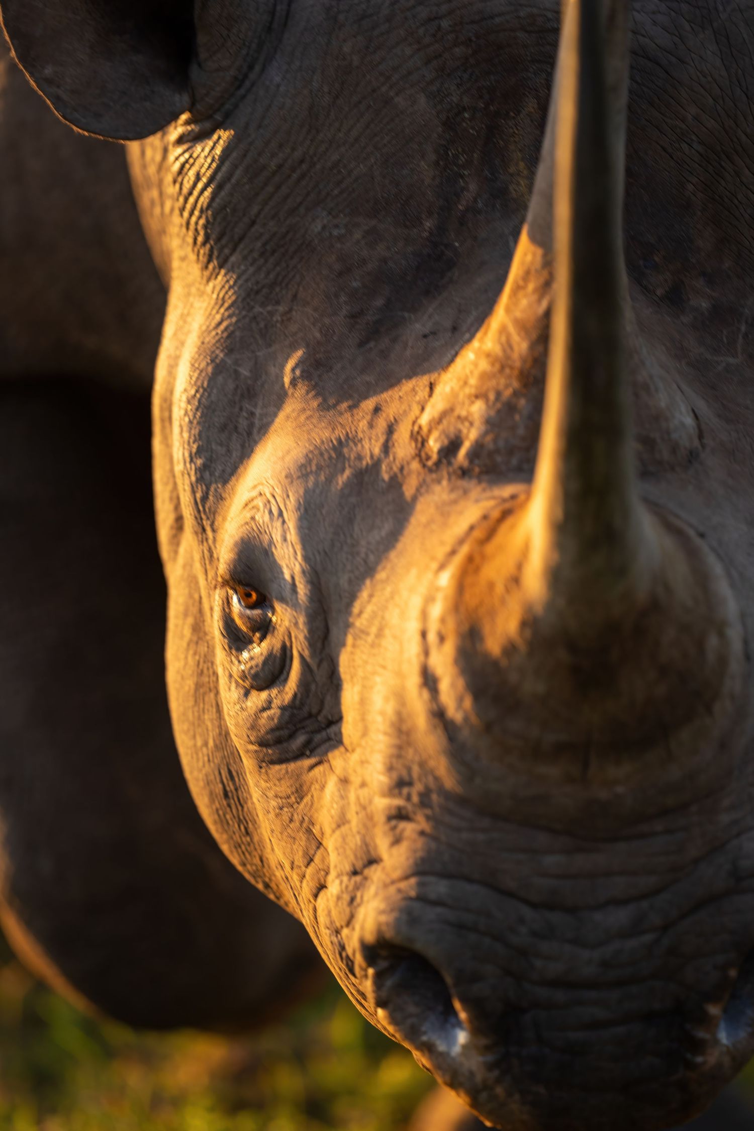 Close-up of rhinoceros face illuminated by warm golden light.