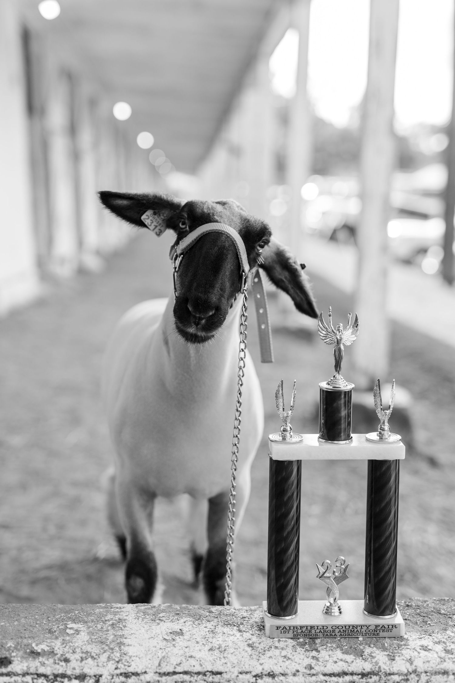 Black and white photo of a lamb on a halter standing next to a multi-tiered trophy at a livestock show.
