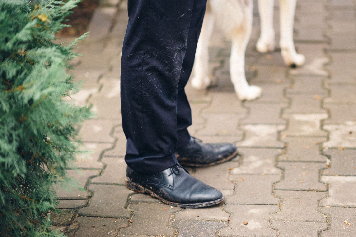 Black dress shoes and white dog paws visible on paved stone pathway.