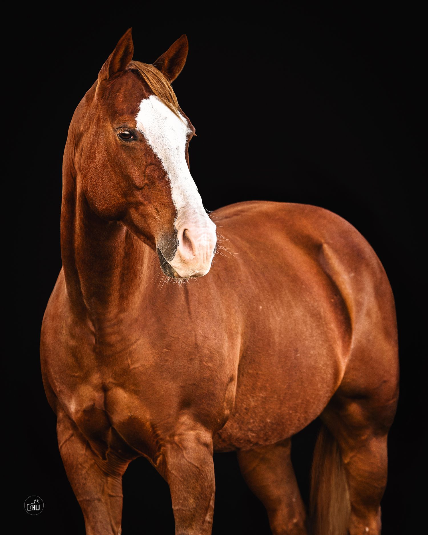 Majestic chestnut colored horse with white blaze marking stands against black background in striking studio portrait.