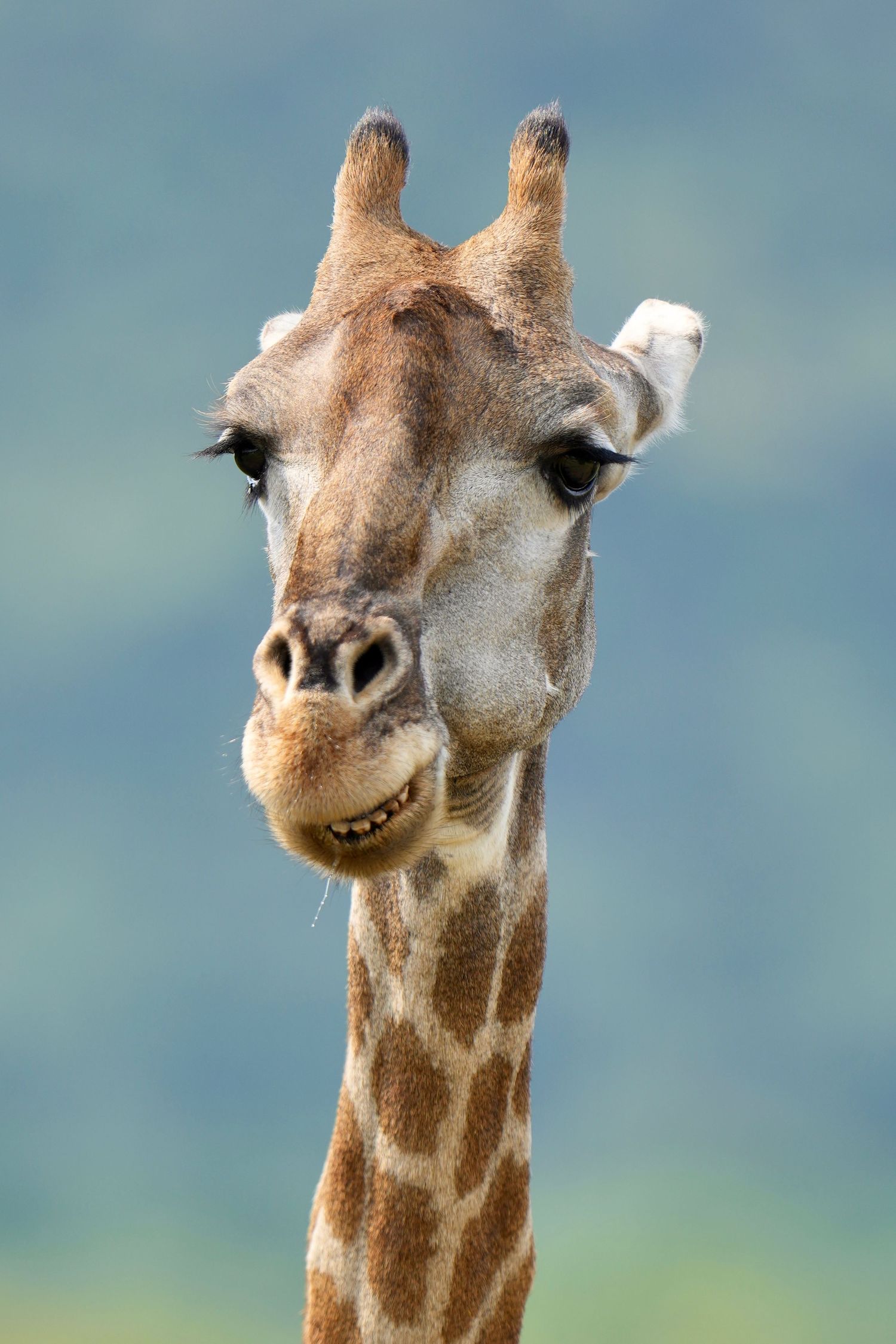 Close-up portraits of a giraffe's head and face showing its distinctive spots and expressions.