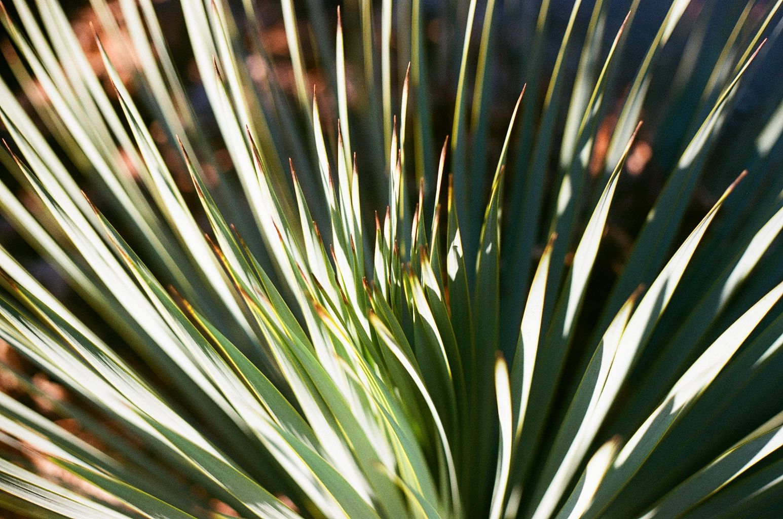 Yucca - Eugene, Oregon