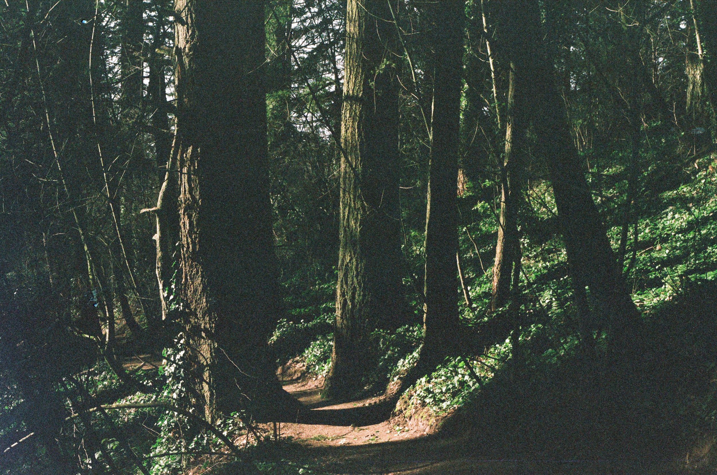 Shadows in a Forest Grove - Portland, OR