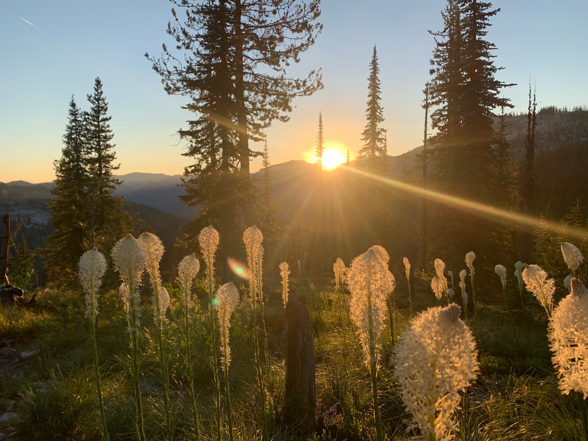 Radiant Bear Grass on the Ridge- Bitterroot Mountains, Idaho
