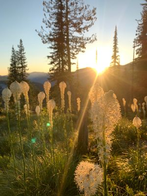 Giant Bear Grass on the Ridge in Idaho - Lost Horse Trail, Bitterroot Mountains