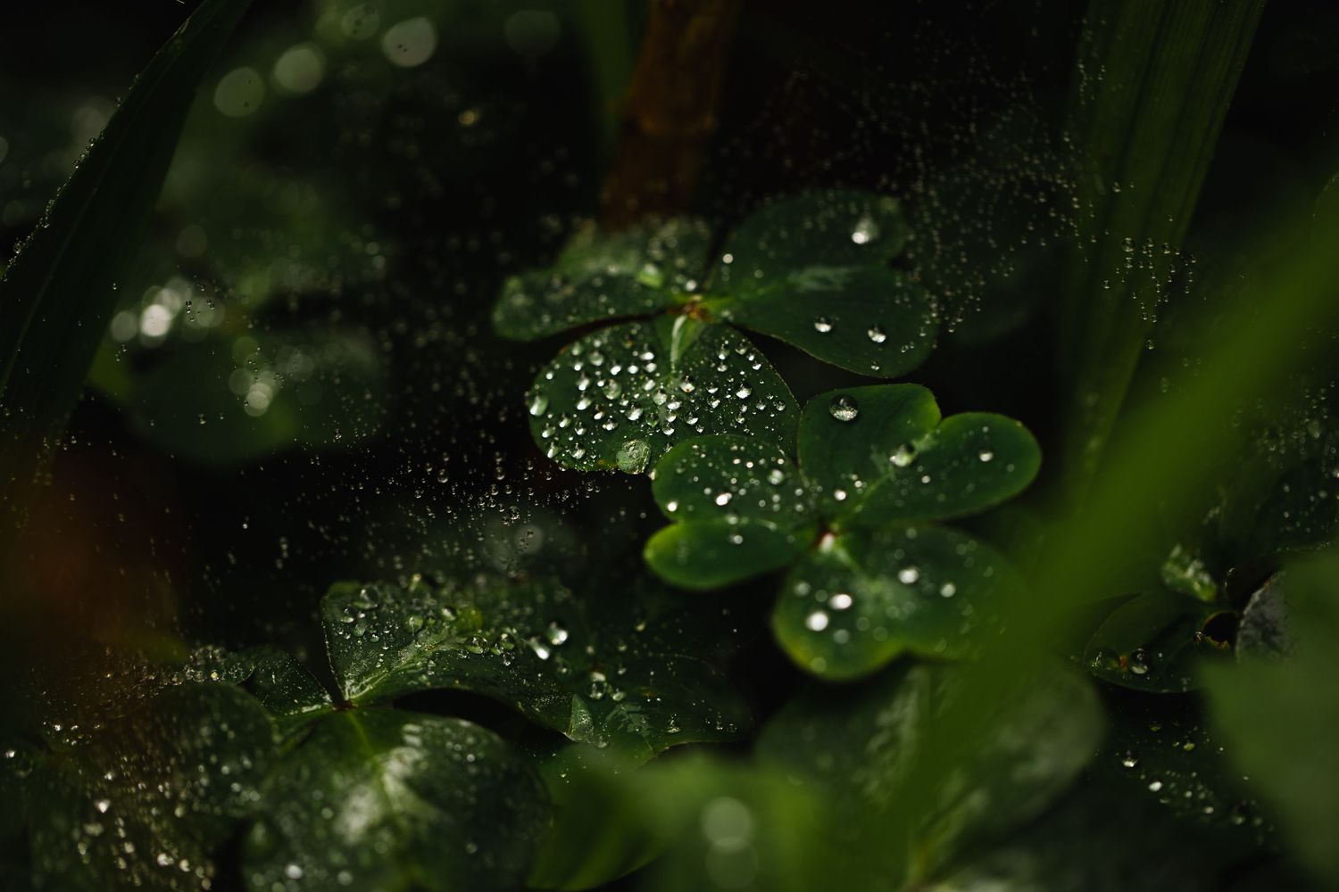 Water droplets covering clover leaves and tiny spider webs creating a beautiful sparkling effect on deep green leaves