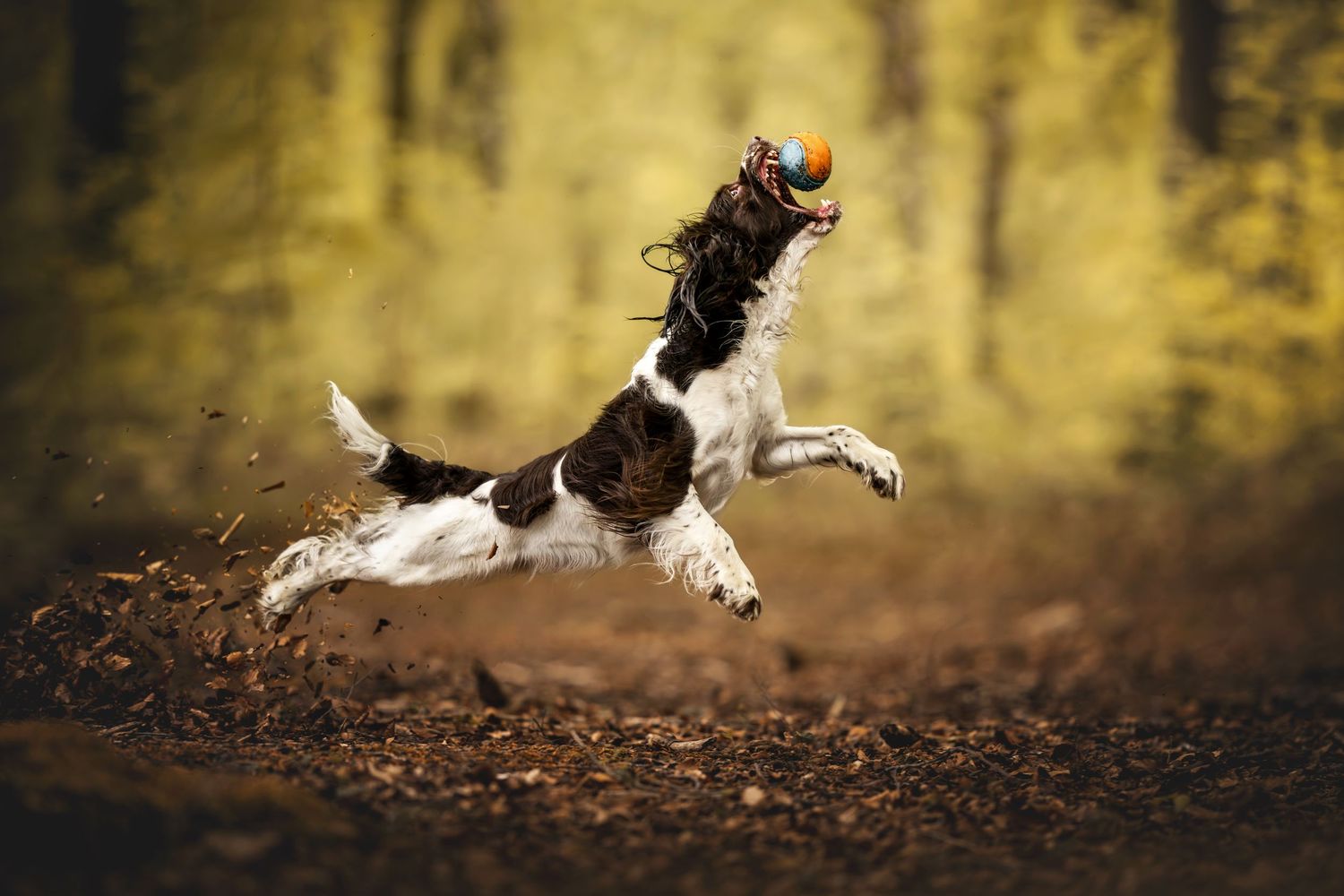 Springer Spaniel leaping through autumn leaves with joyful energy.
