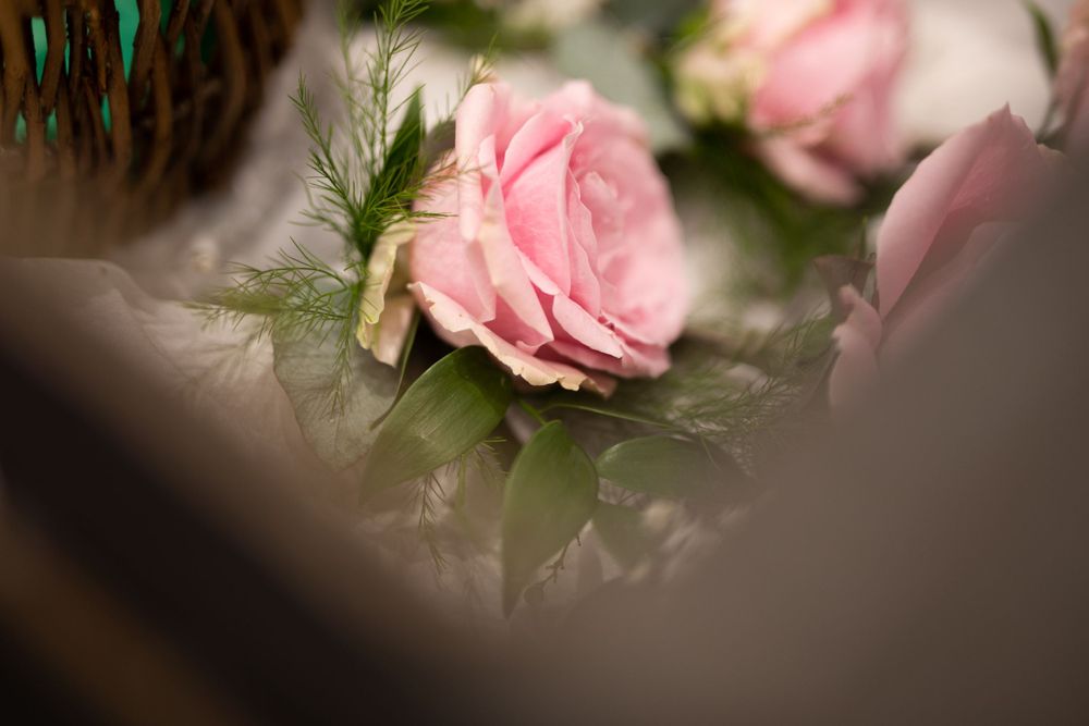 Close-up of a delicate pink rose with soft green foliage.