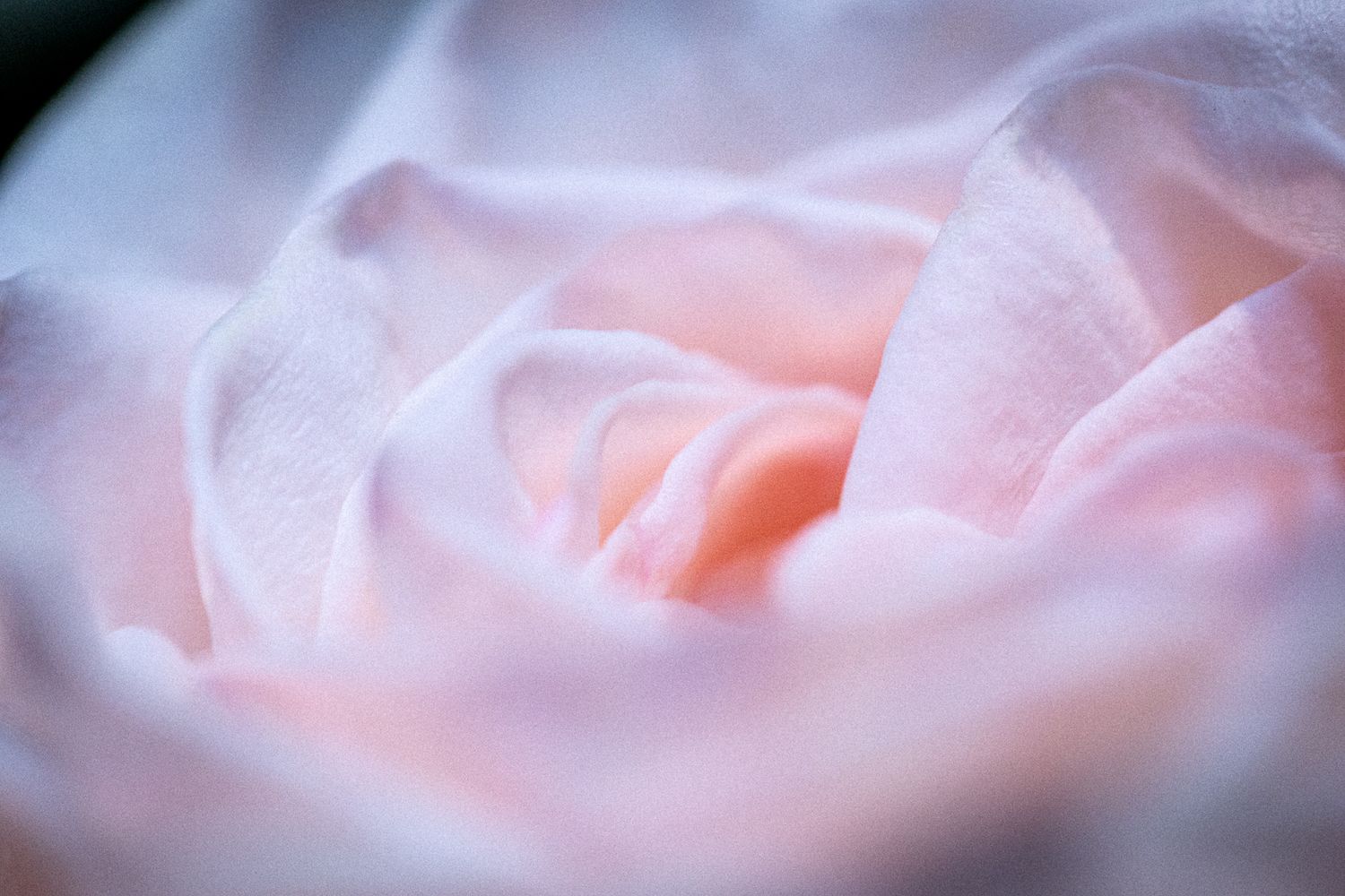 Soft pink rose petals shown in extreme close-up macro photography with dreamy ethereal focus.