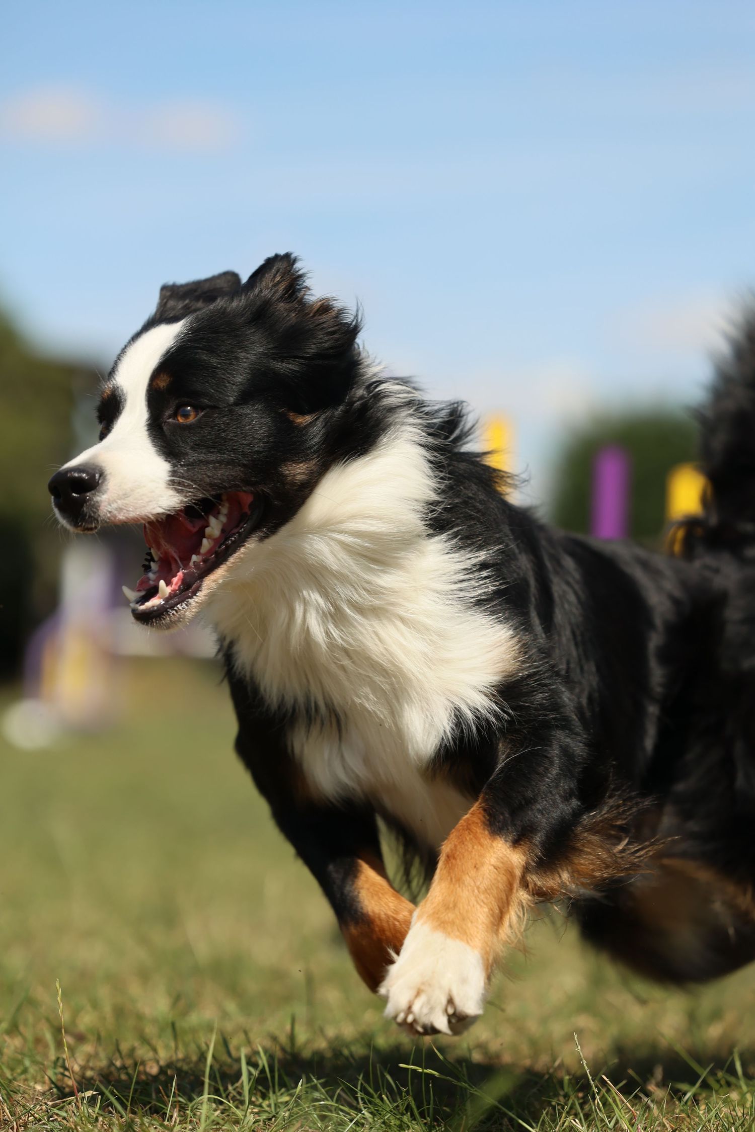 Dog Agility - Collie exiting a weave