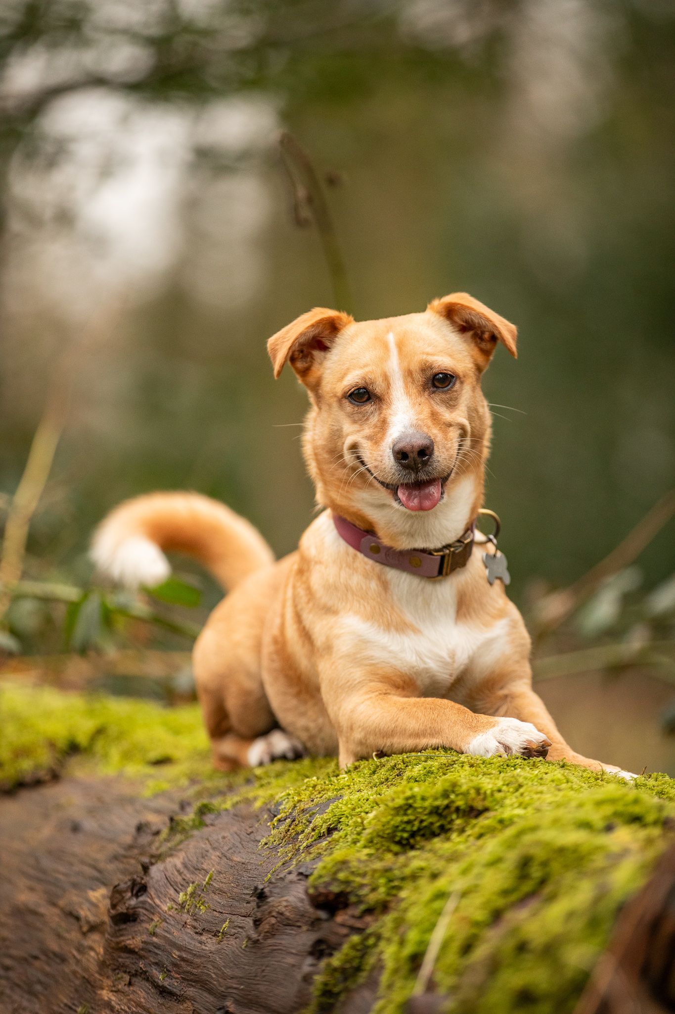 Smiling tan dog resting on mossy log in woodland setting.