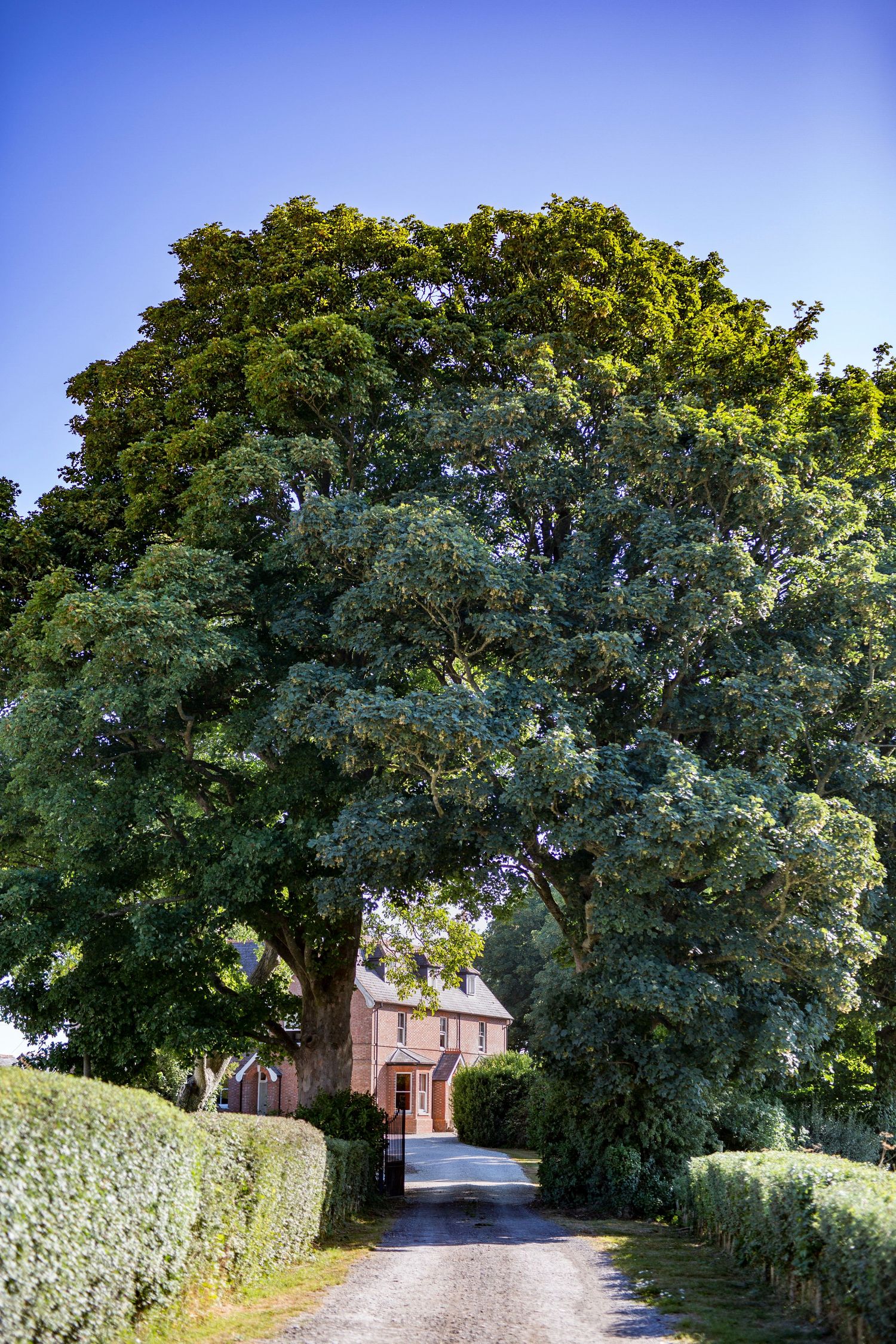 Tree-lined driveway leading to a brick house on a sunny summer day.
