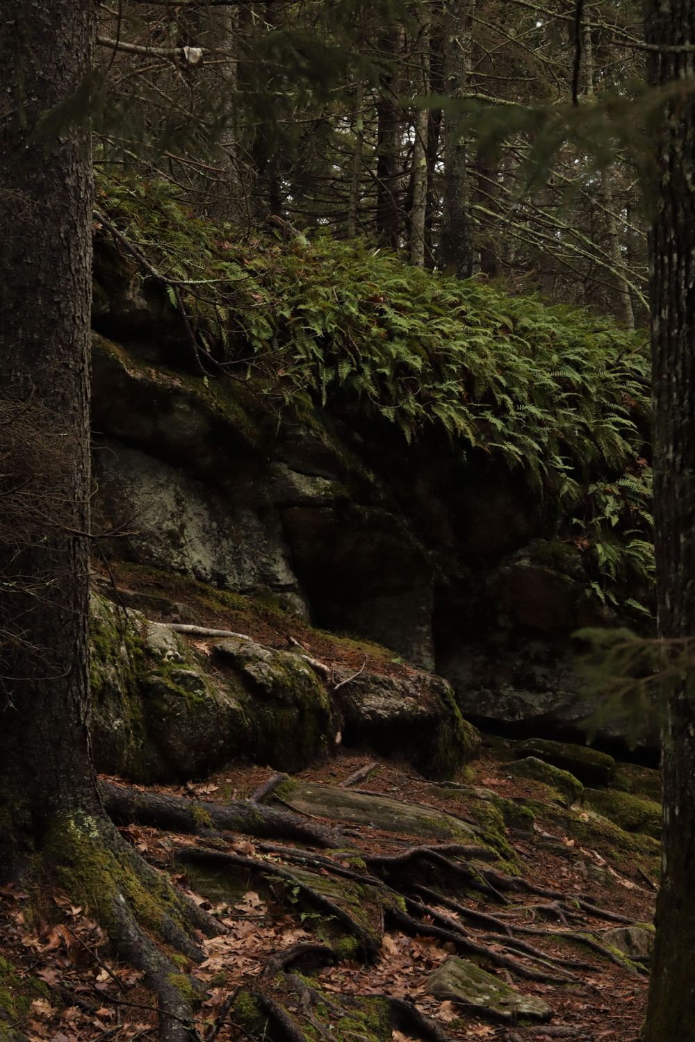 Forest in Maine