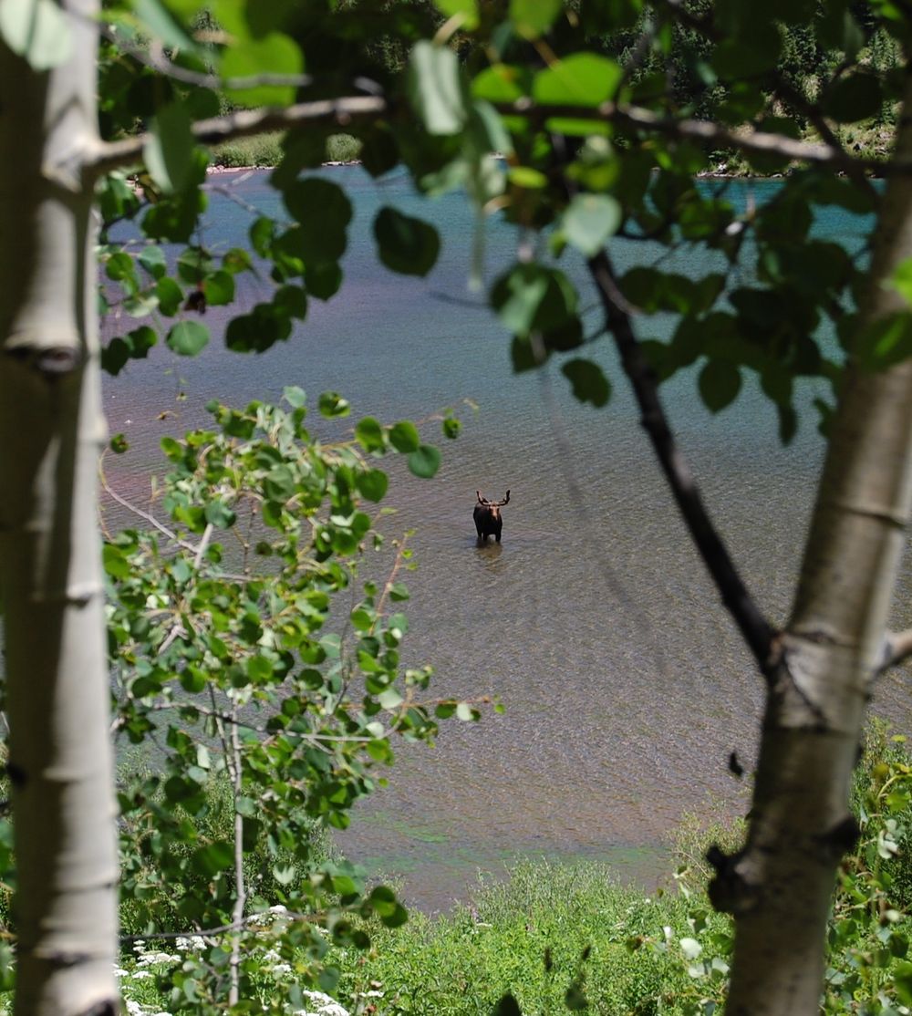 A moose at Maroon bells, Colorado