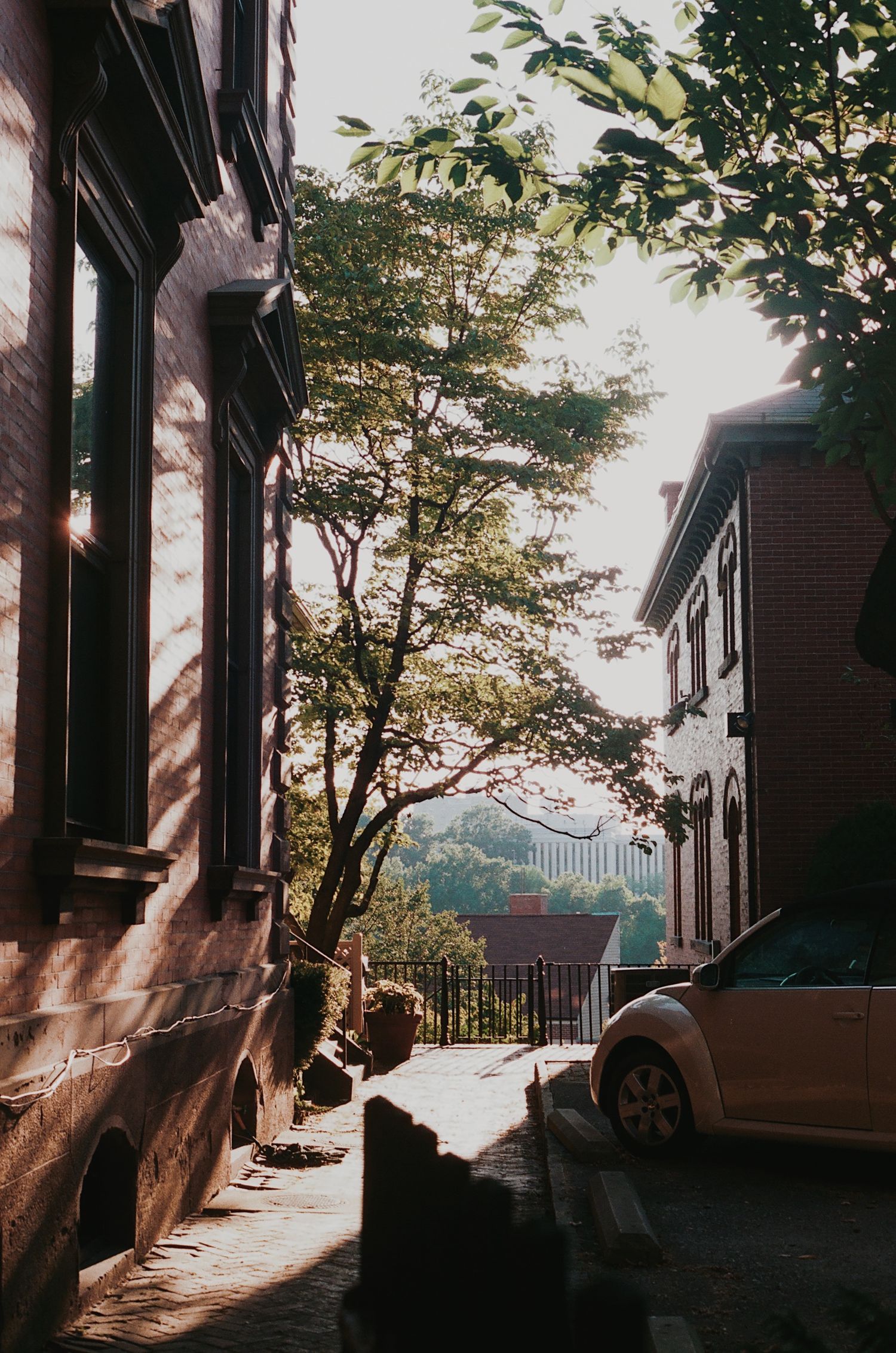 Tree-lined residential street at sunset with historic brownstone buildings.