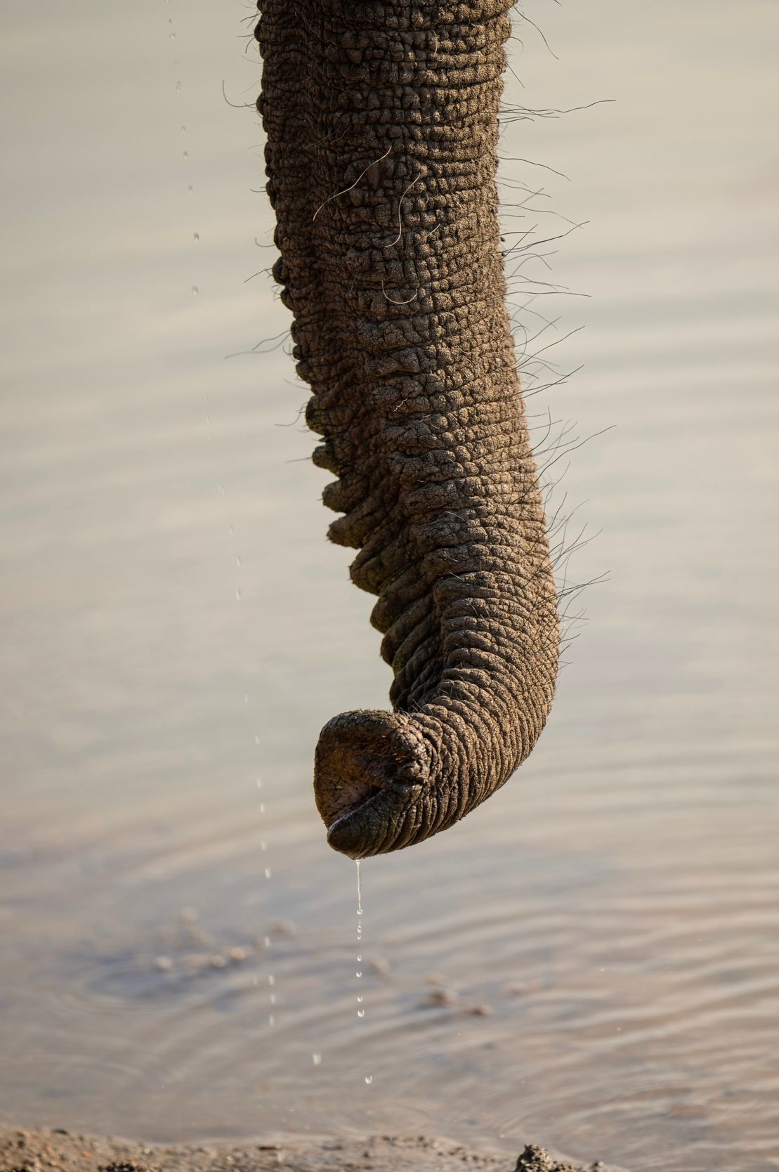 Close-up sequence of an elephant's trunk dipping into rippling water.