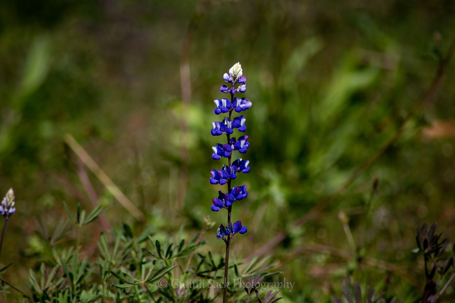 Gunnii Sack Photography, spring flowers, mokelumne hill ca
