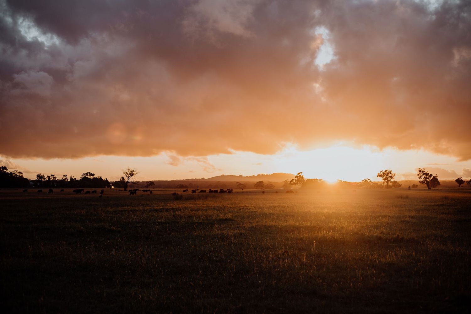 Breathtaking sunset over rural countryside with dramatic orange sky and silhouetted trees.