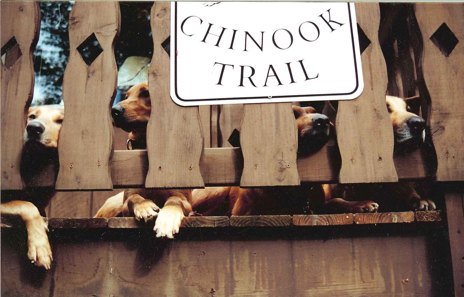 Intervale Crystal, Katherine, Honey and Kali on watch at the Chinook Trail, Wonalancet, New Hampshire.