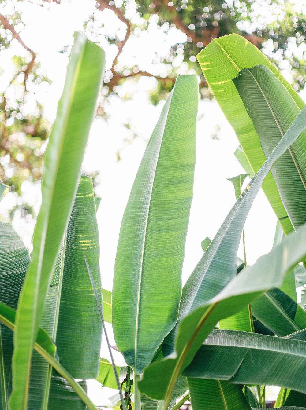 Tropical banana tree with abundant green leaves in Phuket, Thailand.