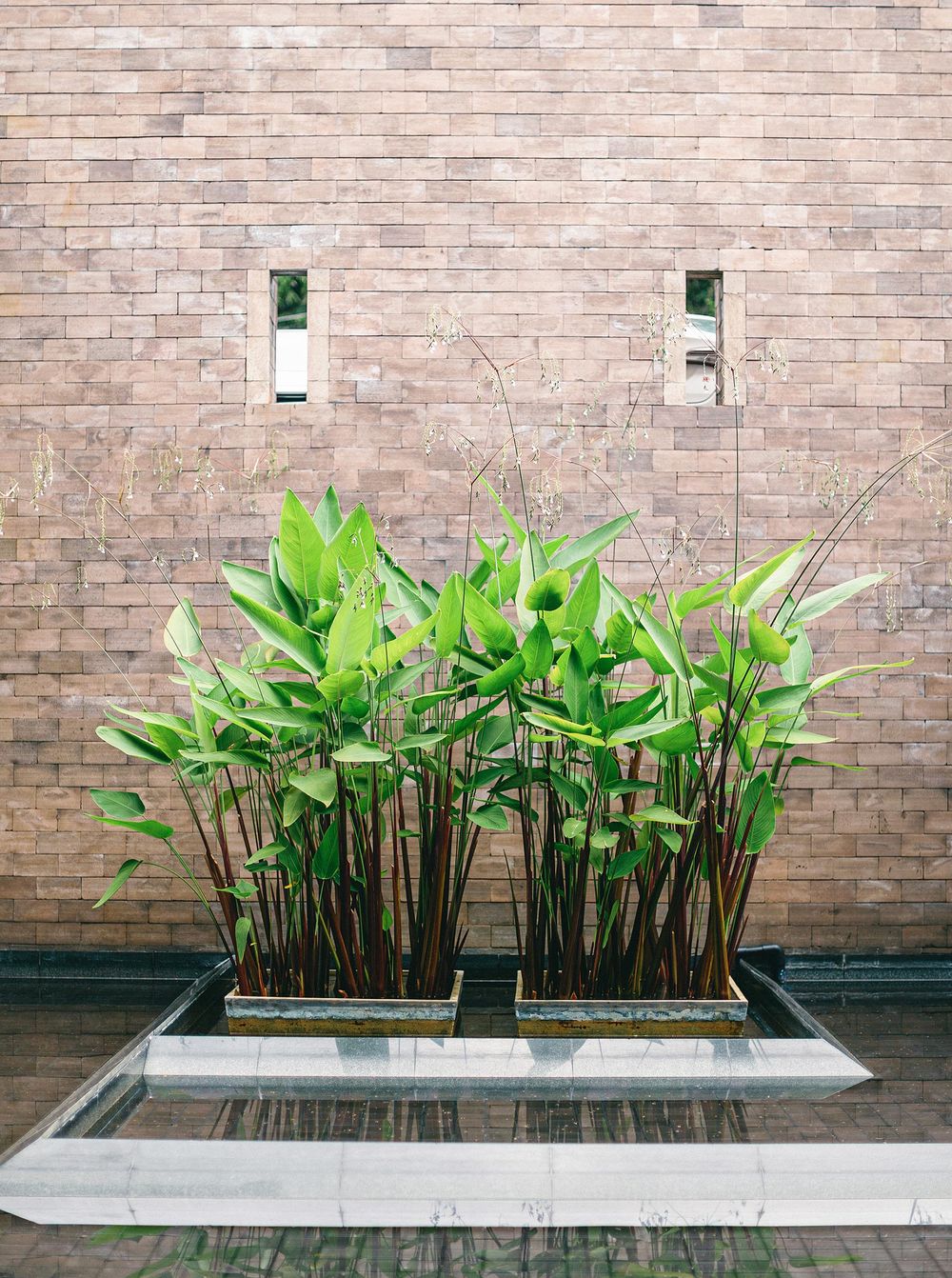 A tropical plant in a pot on a table in Phuket, Thailand.